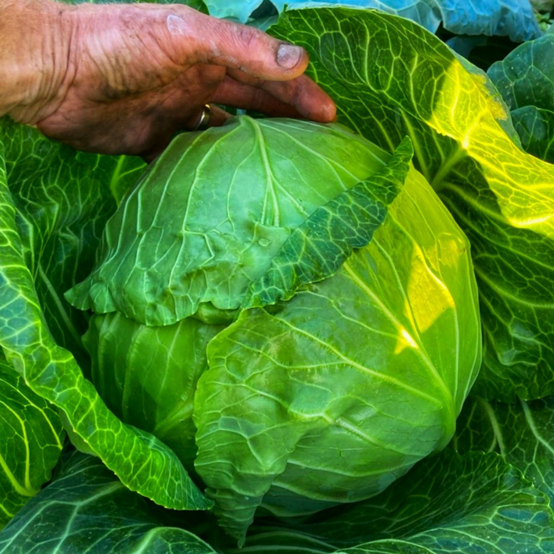 Organic cabbage from the farm