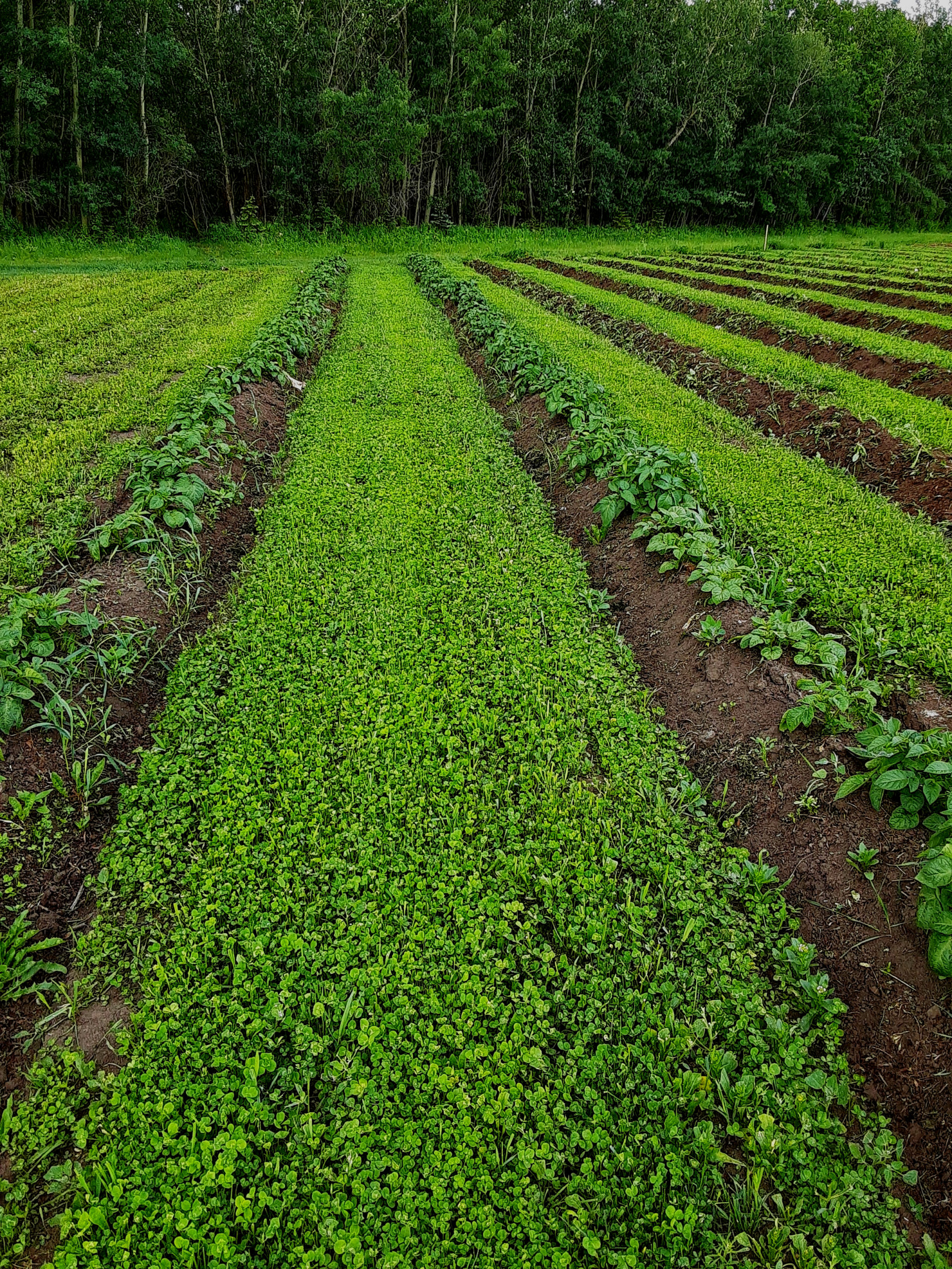 Farm with Dutch clover