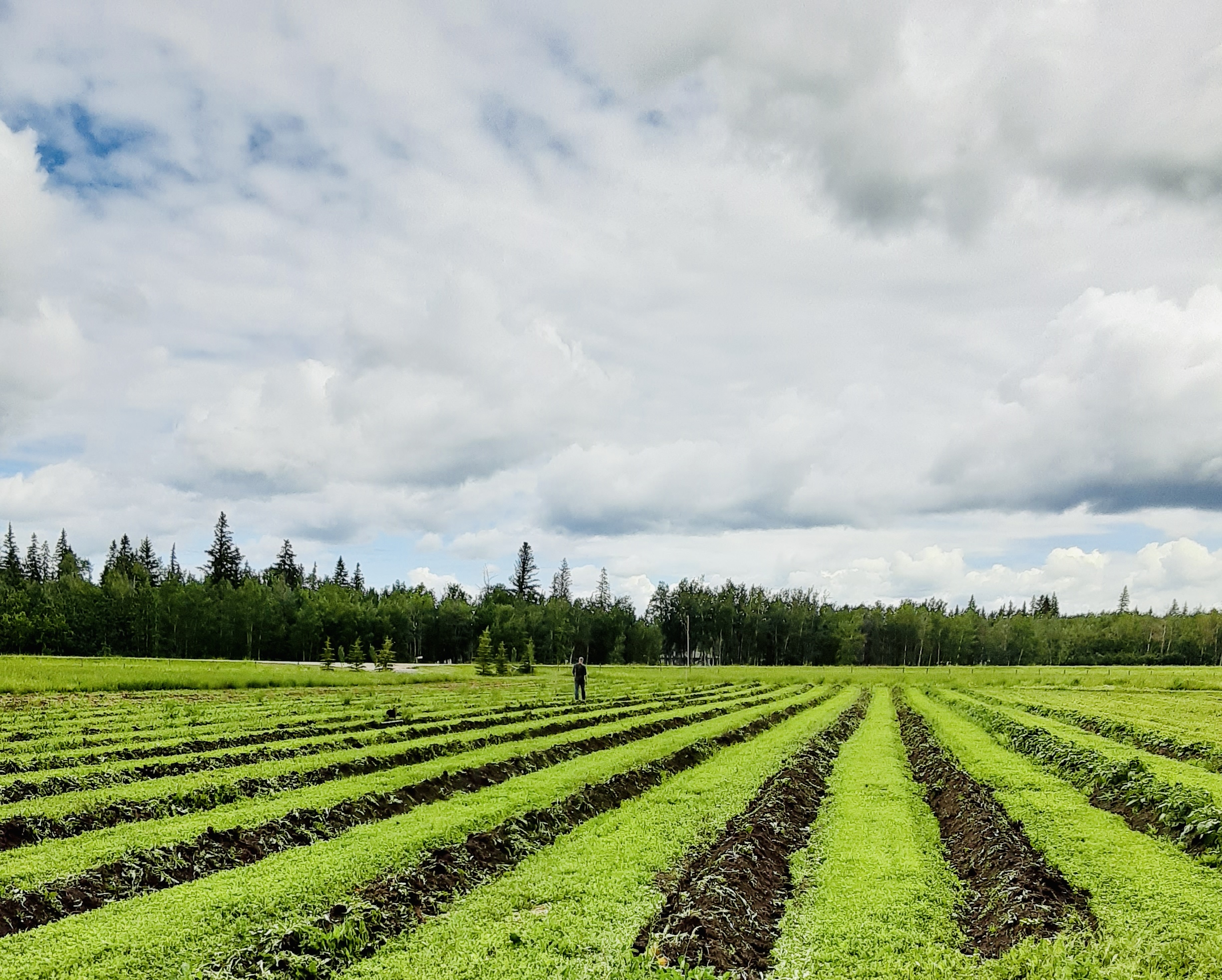 farm onion plants