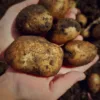 A handful of organic potatoes