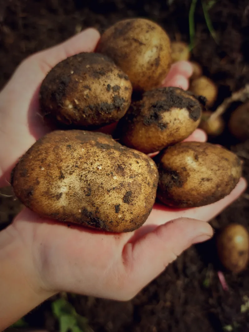 A handful of organic potatoes