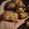 A handful of organic potatoes